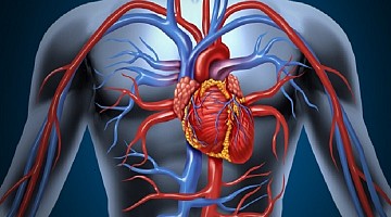 Kalp Damar Hastalıkları Nelerdir?